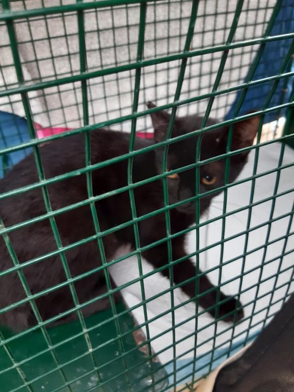 Photo 2 de LES CHATS LIBRES DE MONTFRIN